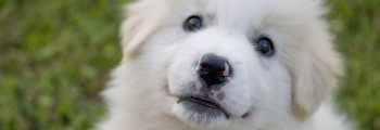 Al Parco Alpi Marittime nuova donazione di crocchette Almo Natura per cani da difesa e cani antiveleno!