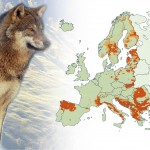 Wolf Distribution