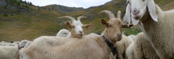 Incontro tra allevatori piemontesi e lombardi nelle Alpi Cozie