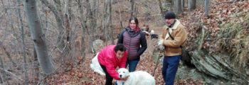 Nuovo cane da guardiania del progetto LIFE WOLFALPS affidato in Val Tanaro
